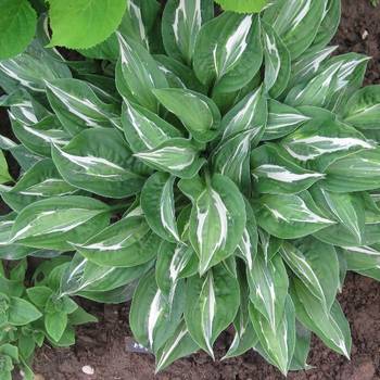 Хоста Hosta ‘Snake Eyes’